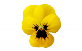 Simply Fresh Pansy Flower   Box  10-15 pcs